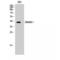 CD226 Molecule antibody, LS-C383177, Lifespan Biosciences, Western Blot image 