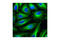 Tubulin antibody, 2128T, Cell Signaling Technology, Immunofluorescence image 