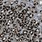 Branched Chain Keto Acid Dehydrogenase Kinase antibody, NBP1-86052, Novus Biologicals, Immunohistochemistry frozen image 