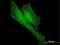 BRCA1 Associated RING Domain 1 antibody, LS-C196735, Lifespan Biosciences, Immunofluorescence image 