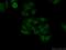 BUD13 Homolog antibody, 20163-1-AP, Proteintech Group, Immunofluorescence image 