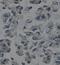 Selectin E antibody, orb77233, Biorbyt, Immunohistochemistry paraffin image 