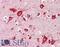 Melanocortin 3 Receptor antibody, LS-B10506, Lifespan Biosciences, Immunohistochemistry paraffin image 