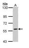 Family With Sequence Similarity 126 Member A antibody, LS-C186149, Lifespan Biosciences, Western Blot image 