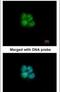 Basic Helix-Loop-Helix Family Member E40 antibody, PA5-22043, Invitrogen Antibodies, Immunofluorescence image 