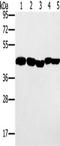 Serum paraoxonase/arylesterase 1 antibody, TA351548, Origene, Western Blot image 