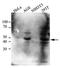 C-Terminal Binding Protein 1 antibody, GTX53708, GeneTex, Western Blot image 