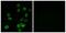 ATP Synthase Membrane Subunit C Locus 2 antibody, PA5-39035, Invitrogen Antibodies, Immunofluorescence image 