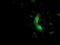 Muscle RAS Oncogene Homolog antibody, NBP2-00719, Novus Biologicals, Immunocytochemistry image 