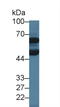 Debranching RNA Lariats 1 antibody, LS-C299162, Lifespan Biosciences, Western Blot image 