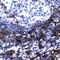 CD7 Molecule antibody, PA5-32332, Invitrogen Antibodies, Immunohistochemistry paraffin image 