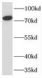 Transmembrane protein 214 antibody, FNab08772, FineTest, Western Blot image 