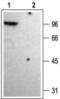 Potassium Voltage-Gated Channel Subfamily A Member 4 antibody, PA5-77576, Invitrogen Antibodies, Western Blot image 