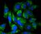 Diablo IAP-Binding Mitochondrial Protein antibody, A03790-1, Boster Biological Technology, Immunocytochemistry image 