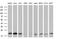 Ubiquitin-conjugating enzyme E2 G2 antibody, MA5-26094, Invitrogen Antibodies, Western Blot image 