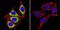 Calsequestrin 1 antibody, GTX22824, GeneTex, Immunocytochemistry image 