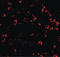 Caspase 6 antibody, LS-B477, Lifespan Biosciences, Immunofluorescence image 