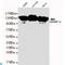 Heterogeneous Nuclear Ribonucleoprotein U antibody, LS-C812996, Lifespan Biosciences, Western Blot image 