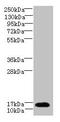 Transcription Elongation Factor A Like 7 antibody, CSB-PA863109LA01HU, Cusabio, Western Blot image 