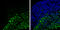 Tubulin Beta 3 Class III antibody, GTX129913, GeneTex, Immunohistochemistry frozen image 