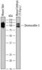 Desmocollin 3 antibody, MAB7265, R&D Systems, Western Blot image 