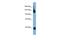 Semaphorin 6A antibody, A06967, Boster Biological Technology, Western Blot image 