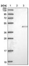 Nudix Hydrolase 9 antibody, NBP1-82715, Novus Biologicals, Western Blot image 