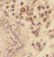 POU Class 2 Homeobox 2 antibody, FNab05961, FineTest, Immunohistochemistry paraffin image 
