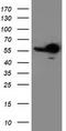 RB Binding Protein 7, Chromatin Remodeling Factor antibody, TA503749S, Origene, Western Blot image 