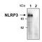 NLR Family Pyrin Domain Containing 3 antibody, MBS644925, MyBioSource, Western Blot image 