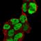 Paired Box 6 antibody, HPA030775, Atlas Antibodies, Immunofluorescence image 
