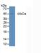 Amphiregulin antibody, abx131734, Abbexa, Western Blot image 