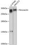 Fibronectin 1 antibody, 16-709, ProSci, Western Blot image 
