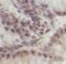 POU Class 5 Homeobox 1 antibody, FNab05964, FineTest, Immunohistochemistry paraffin image 