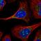 ERGIC And Golgi 2 antibody, HPA049695, Atlas Antibodies, Immunofluorescence image 