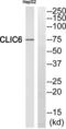 Chloride Intracellular Channel 6 antibody, LS-C826949, Lifespan Biosciences, Western Blot image 
