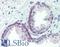Forkhead Box O3 antibody, LS-B3303, Lifespan Biosciences, Immunohistochemistry frozen image 
