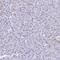 Gastrokine 2 antibody, PA5-63479, Invitrogen Antibodies, Immunohistochemistry frozen image 