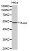 Plasminogen Activator, Urokinase antibody, MBS128020, MyBioSource, Western Blot image 