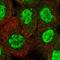 Tripartite Motif Containing 66 antibody, HPA027420, Atlas Antibodies, Immunofluorescence image 