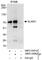 SLAIN Motif Family Member 1 antibody, NBP2-04062, Novus Biologicals, Immunoprecipitation image 
