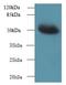 Mitochondrial Elongation Factor 1 antibody, LS-C379631, Lifespan Biosciences, Western Blot image 