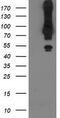 Mahogunin Ring Finger 1 antibody, CF502684, Origene, Western Blot image 