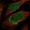 Zinc Finger Protein 223 antibody, NBP2-56382, Novus Biologicals, Immunocytochemistry image 