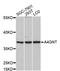 Alpha-1,4-N-Acetylglucosaminyltransferase antibody, A12366, ABclonal Technology, Western Blot image 