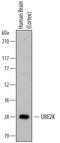 Ubiquitin Conjugating Enzyme E2 K antibody, MAB6609, R&D Systems, Western Blot image 