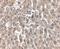 Low Density Lipoprotein Receptor antibody, PA5-20752, Invitrogen Antibodies, Immunohistochemistry frozen image 