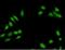 Retinoblastoma-like protein 1 antibody, H00005933-B01P-50ug, Novus Biologicals, Immunocytochemistry image 