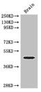 ETS Transcription Factor ELK1 antibody, CSB-PA007603LA01HU, Cusabio, Western Blot image 
