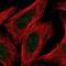 Rac GTPase Activating Protein 1 antibody, NBP2-55429, Novus Biologicals, Immunofluorescence image 